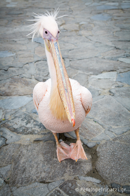 Petros, the Myconian pink Pelican! - penelopetripatzi.gr