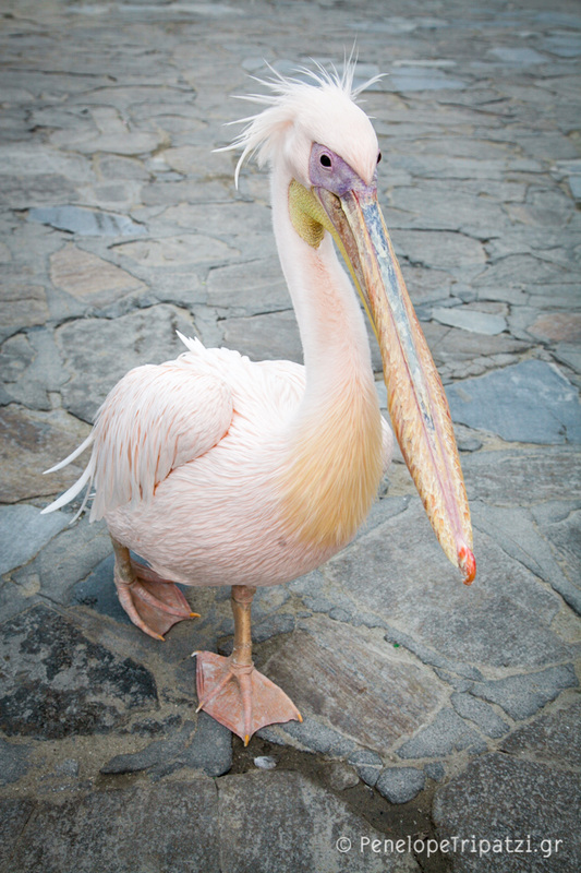 Petros, the Myconian pink Pelican! - penelopetripatzi.gr